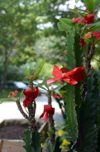 鲜艳红色花朵绽放
