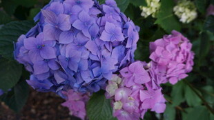 美丽绣球花绽放