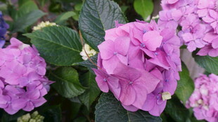 娇艳绣球花绽放