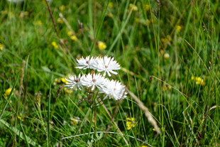 草丛中的白色小花