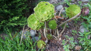 绿色多肉植物特写