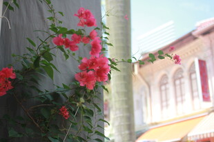 墙边绽放的艳丽三角梅