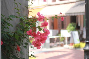 墙边绽放的娇艳粉色花朵