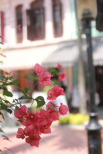 街头绽放的艳丽三角梅