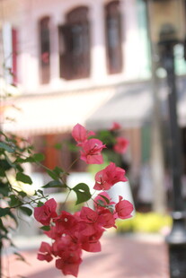 娇艳红花绽放于街道旁