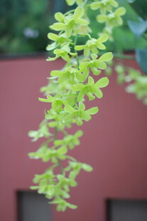 翠绿枝叶垂于红墙前