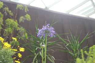 温室中绽放的紫色花卉