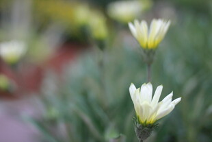 清新白色小花绽放