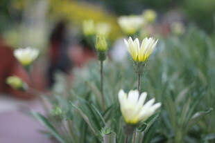 路边绽放的清新小白花