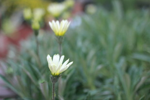 两朵清新小雏菊绽放草丛