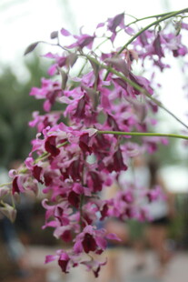 粉色烂漫兰花垂枝绽放