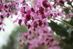 娇艳粉色兰花绽放枝头