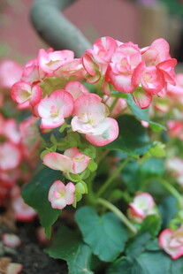 娇艳粉色长寿花绽放