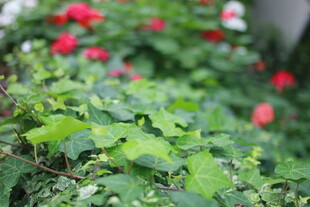 绿叶红花植物景致