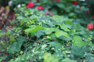 绿叶丛中点点红花