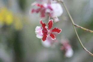 雪中绽放的娇艳花朵