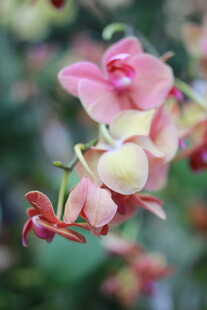 娇艳粉色兰花特写