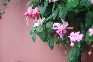 垂吊粉花绿植 清新雅致