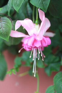 粉色倒挂金钟花特写