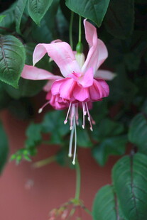 娇艳倒挂金钟花