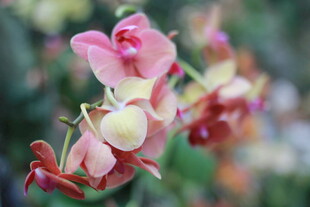 娇艳多彩花卉特写