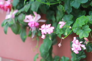 粉色垂吊花卉生机盎然