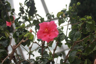 娇艳绽放的粉色花朵