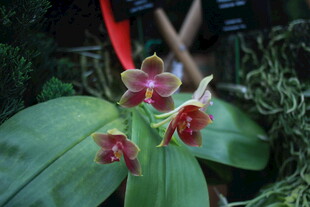 娇艳兰花绽放绿叶间