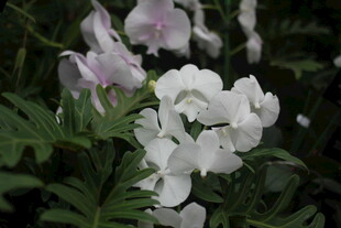 白色粉色花卉特写