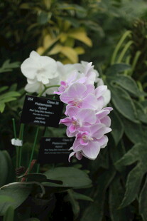 美丽多彩兰花绽放