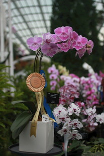 获奖兰花绽放温室