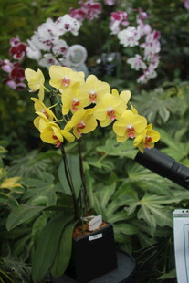 黄色蝴蝶兰盆栽花卉展示