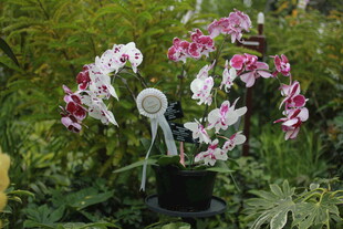 多彩蝴蝶兰盆栽