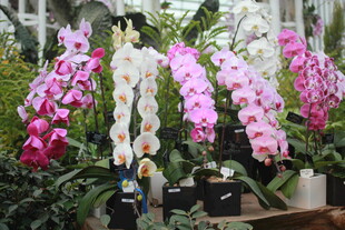 多彩蝴蝶兰绽放