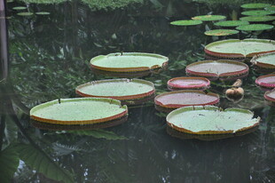 水面上的巨型王莲叶片