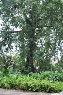 古老大树与繁茂绿植景观