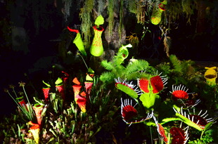 奇异多彩的食虫植物景观