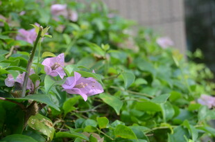 绽放的紫色牵牛花