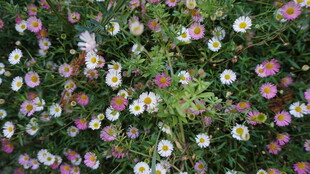 缤纷野花绽放的美丽图景