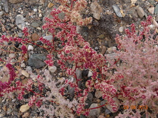 地面上的多彩植物景观