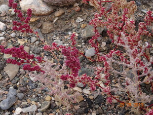 红色肉质植物生长于石间