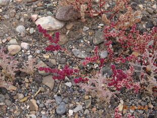 石间红植物 自然小景致