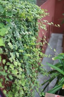 垂吊绿植 清新自然景致