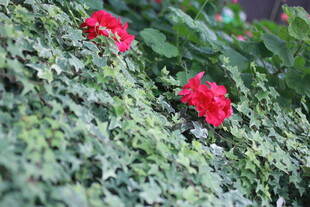 绿叶丛中两朵艳红花朵