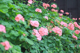 粉色花朵绽放于绿叶间