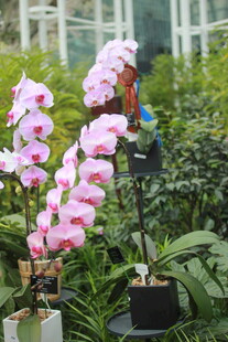 粉色蝴蝶兰盆栽花卉展示