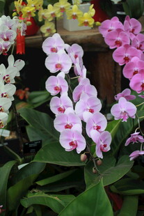美丽粉白蝴蝶兰绽放