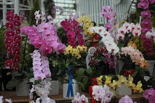 多彩兰花绽放室内花展