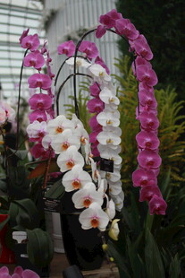 多彩蝴蝶兰绽放温室