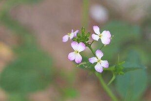 小巧清新的白色小花